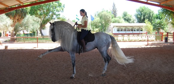 Classical Dressage Short Stay 